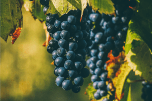 Reportage : « Le Beaujolais a tenu grâce à des bouts de ficelle » ou comment la vigne renaît de ses cendres