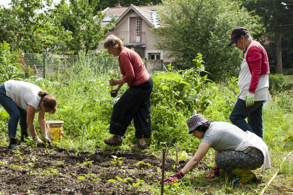 Plusieurs femmes sont en train de jardiner. Avec ou sans gants, elles mettent toutes les mains dans la terre.